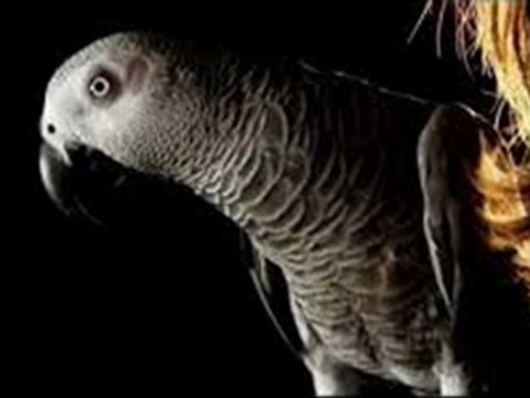 REPRISE-PARLER MOI DE LUI-CHIMENE BADI