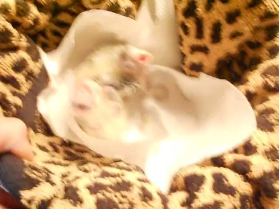 2 bebe callo 14 jours et 12 jours nourri à la seringue