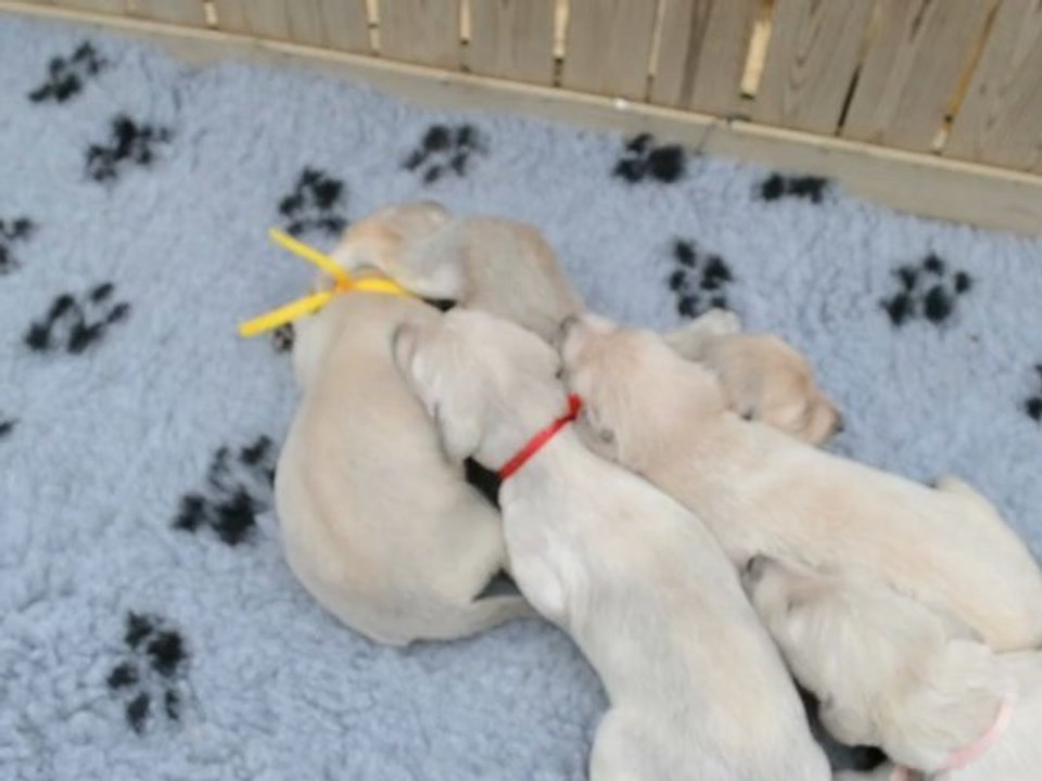 hillsbury litter 2