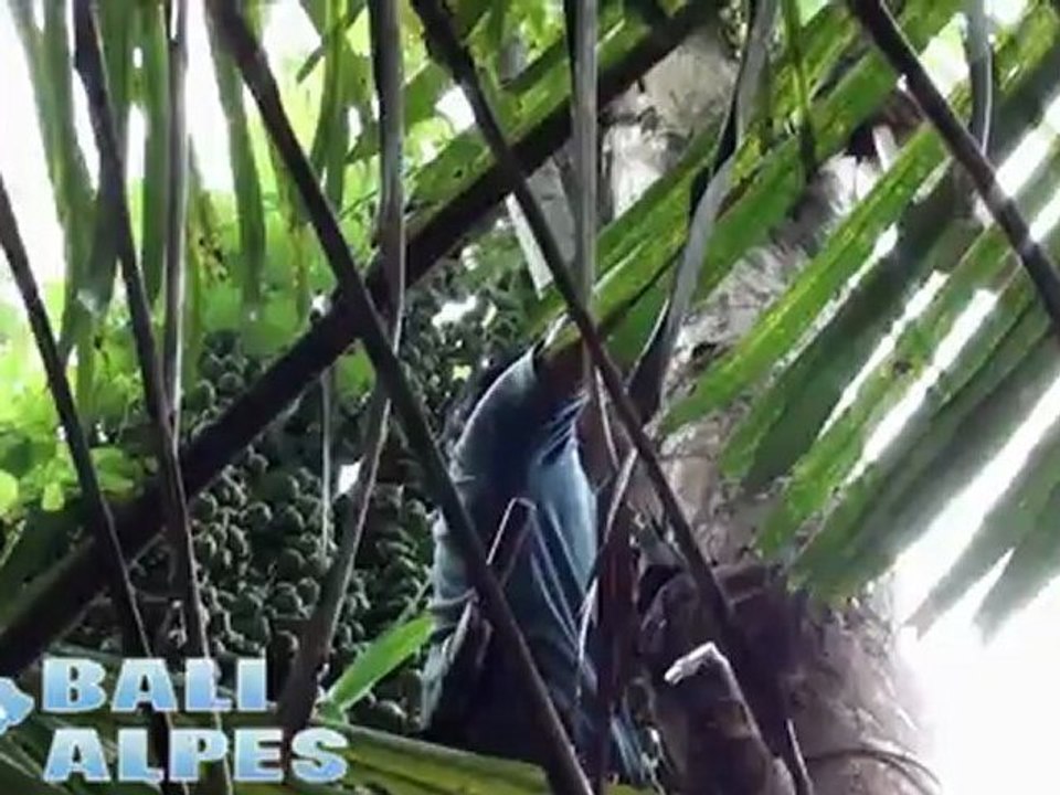 Sucre de Palme - Bali Palm Sugar