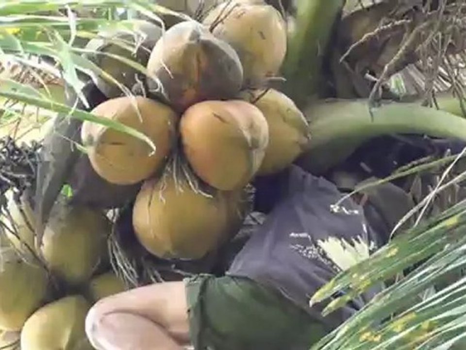 Ascension de Cocotier - Bali Coconut Climbing