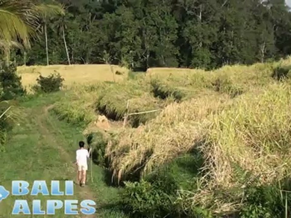 Bali Jatiluwih