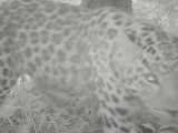 Cameras catch ultra-rare Amur leopard in north-east China