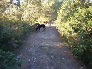 Redden à la Salette mi-07-2012 n° 2