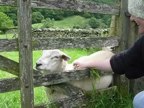 Camping in the Lake District
