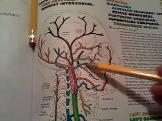 59. Nasal cavity and paranasal sinuses - YouTube