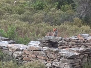 Renard des agriates