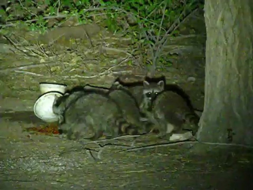 Raccoon 07