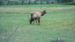 Elk locking antlers in the Great Smoky Mountains National Park