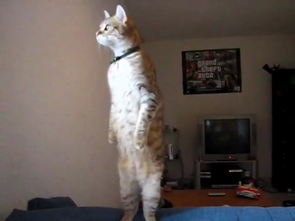 Standing Cat