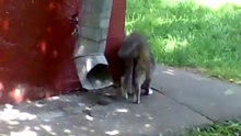 Кошачья любовь