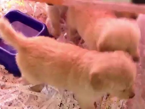 satilik golden retriever yavruları 0 533 397 45 77