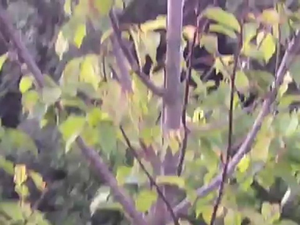 entrainement parc sanglier