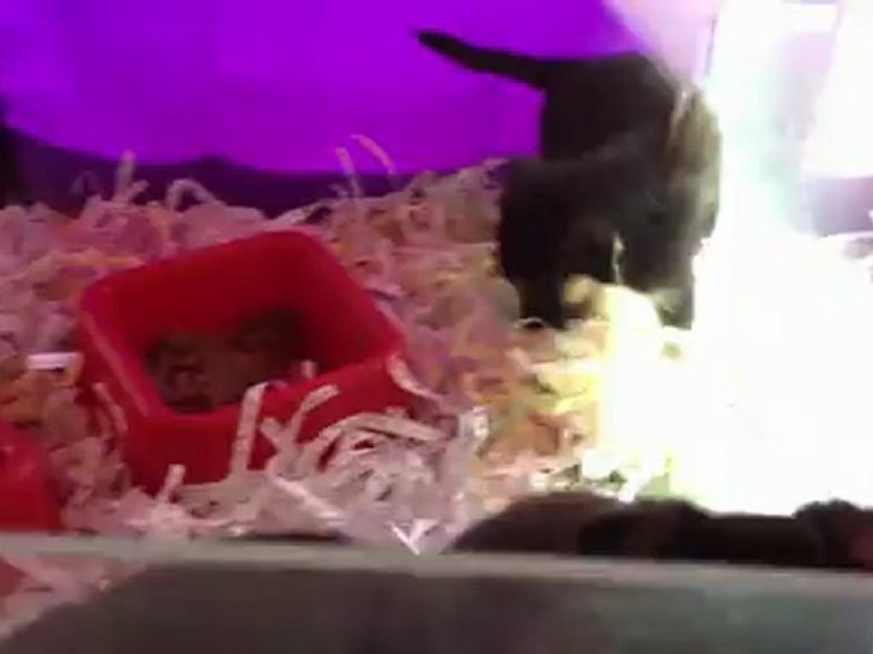 satilik alman kurdu yavruları 0 533 397 45 77