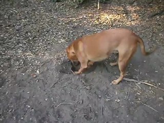 Redden et ses copains Parc 7 collines 15/07/2012 n° 1