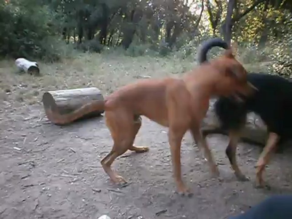 Redden et ses copains Parc 7 collines 15/07/2012 n° 6