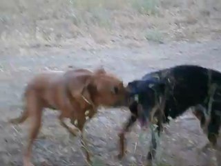 Redden et ses copains Parc 7 collines 15/07/2012 n° 7