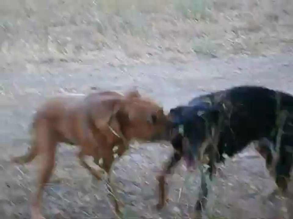 Redden et ses copains Parc 7 collines 15/07/2012 n° 7