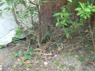 Combat de chatons ...