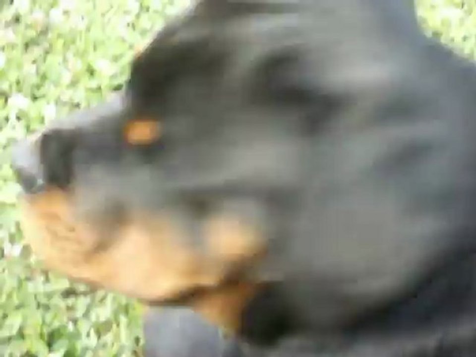Hyrko (rottweiler) , le pas bouger.