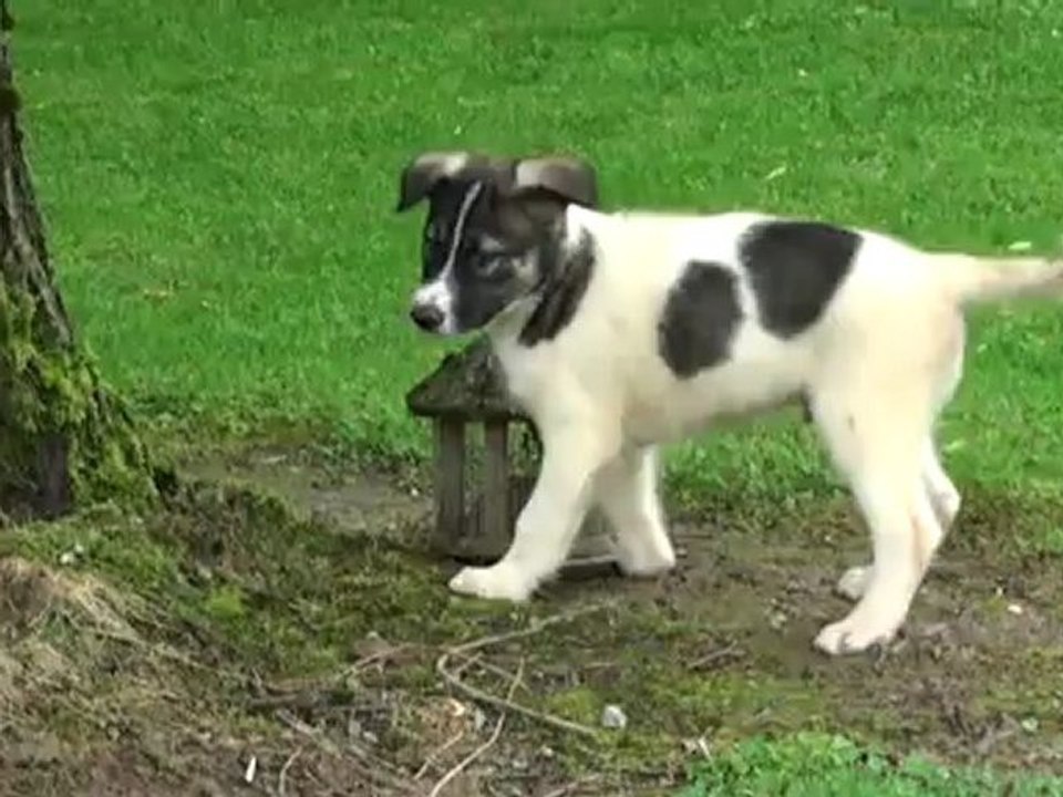 7ème semaine des chiots de Sofia et Thor