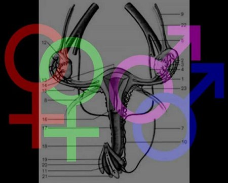 LLP - Mariage et adoption des homosexuels