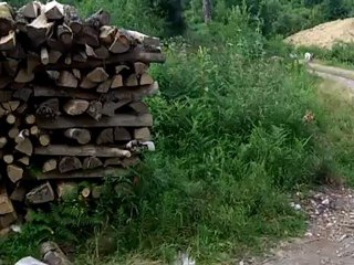 entrainement  parc sanglier