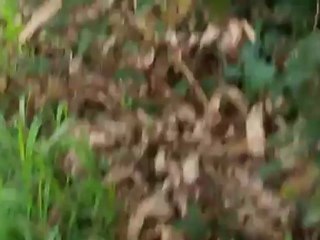 entrainement parc sanglier