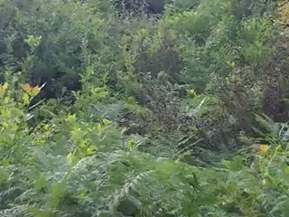 suite entrainement parc sanglier