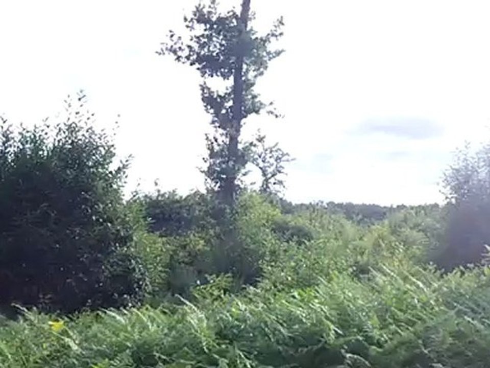 suite entrainement parc à sanglier