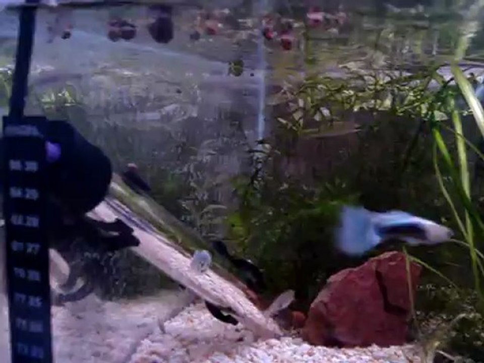 video aqua 197
