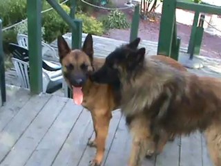 GILLY DAIKI ET VOLKA