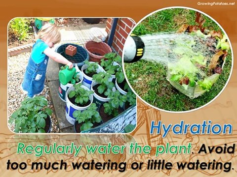 Grow Potatoes in Containers to Avoid Space Limitations