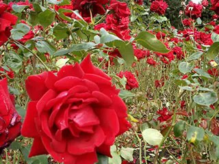 As Rosas Não Falam - Eu Mesmo