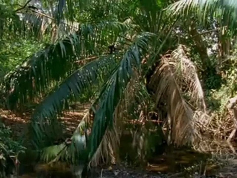 Kluge Affen, die mehrere Fremdsprachen sprechen können