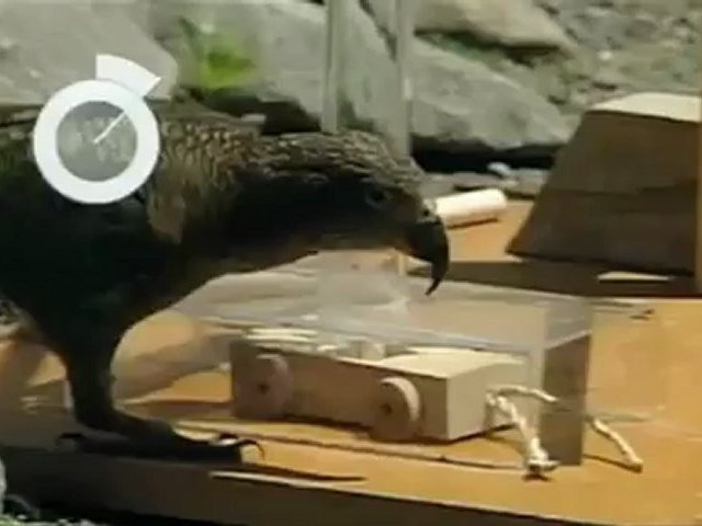 Kuşların Zekası – Yeni Zelanda’lı Kea