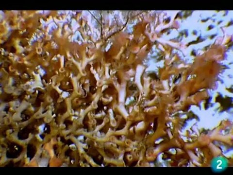 528 Materias primas, fuente de conflicto 2 de 3 - A quien pertenece el mar