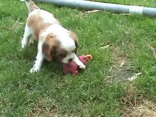 Hermione & Harry : la bagarre !