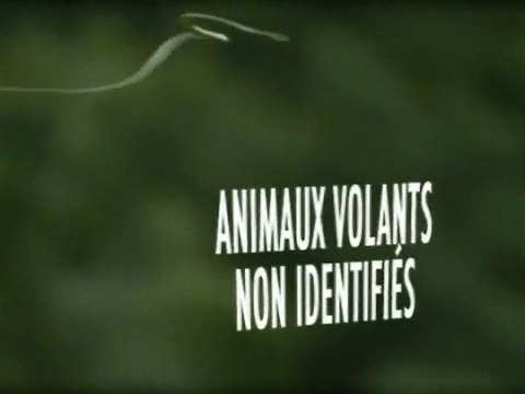 Animaux volants non identifiés