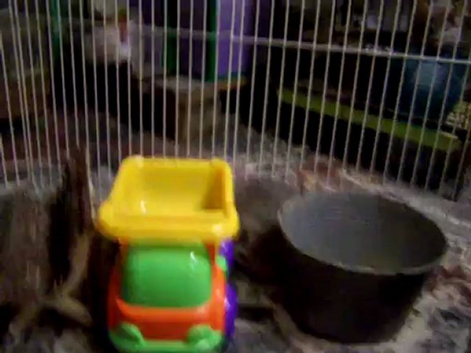 Mom and baby chinchillas having a walk