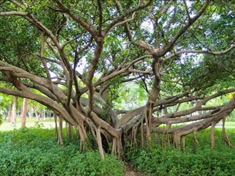 大安森林公園 阿勃勒開花