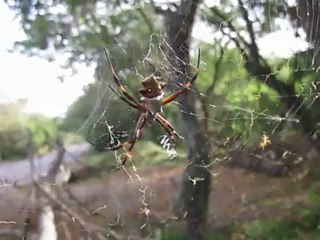 Araña Tigre (Argiope argentata)