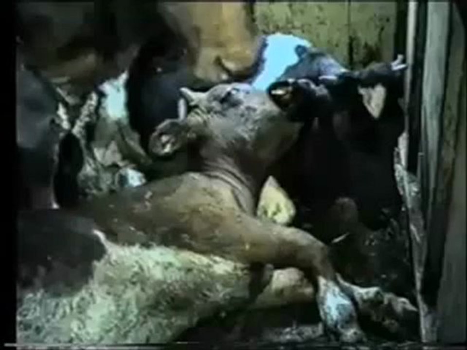 Go vegetarian