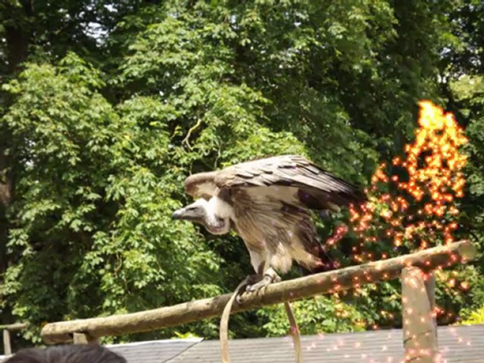 PairiDaiza3