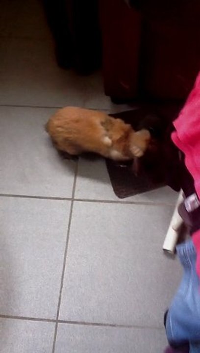 Reportage sur mon lapin.