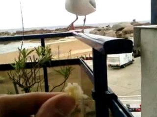 La mouette de Trégastel 10H55