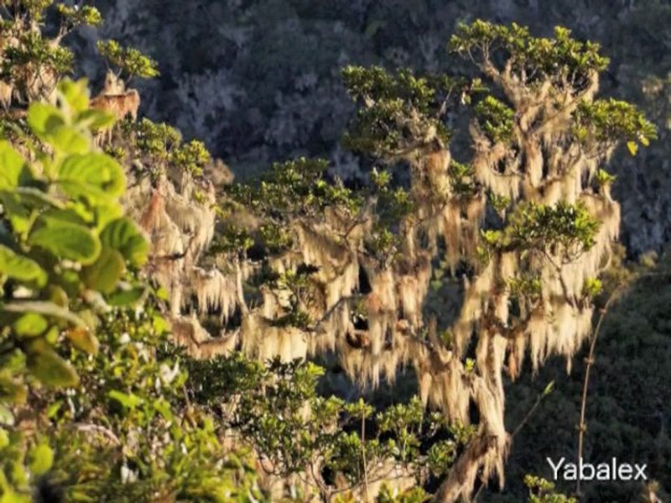 L’ile Bourbon : la nature en partage