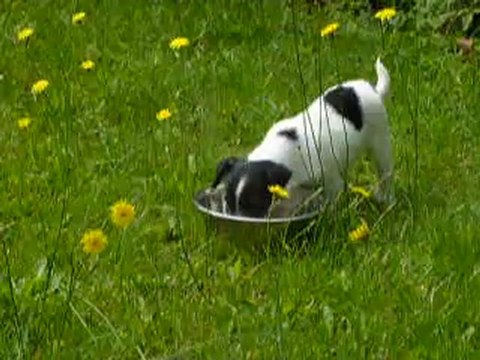 Hermione Jack Russel 2mois1/2 A la source