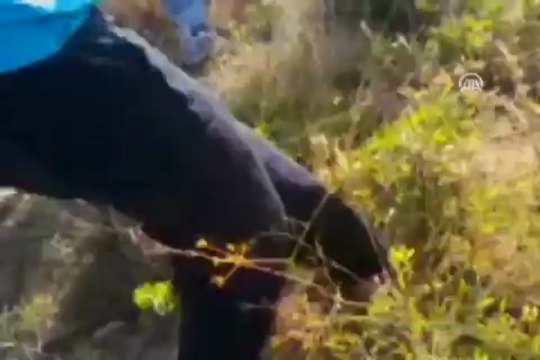 Kirpi ve ayı kurtarma operasyonu