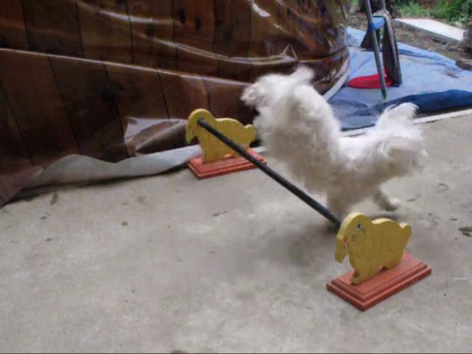 Murphy et Peluche : Jeux et Agility